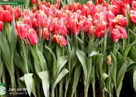 Tulipa Dee Jay Parrot ® (2)